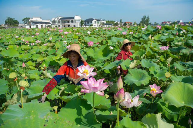 采莲 夏日  莲子 莲花  烈日   湘莲  莲蓬  湘乡 