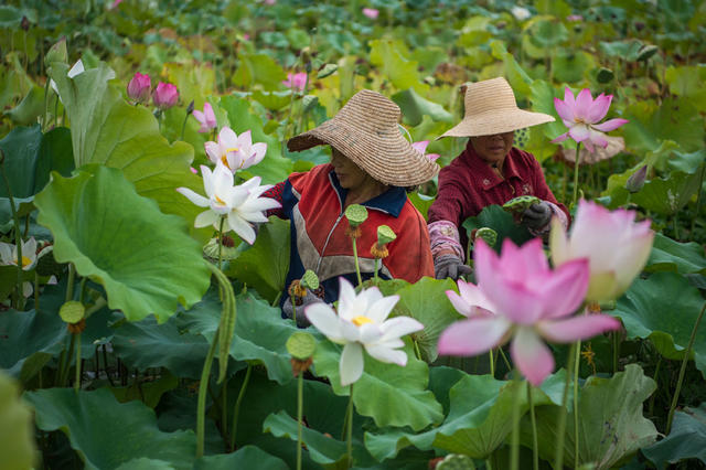 采莲 夏日  莲子 莲花  烈日   湘莲  莲蓬  湘乡 