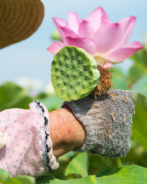 采莲 夏日  莲子 莲花  烈日   湘莲  莲蓬  湘乡 