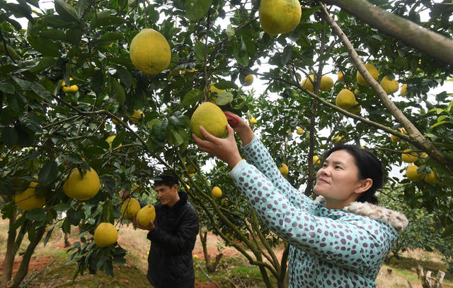 衡南县  电商  水果  助农增收