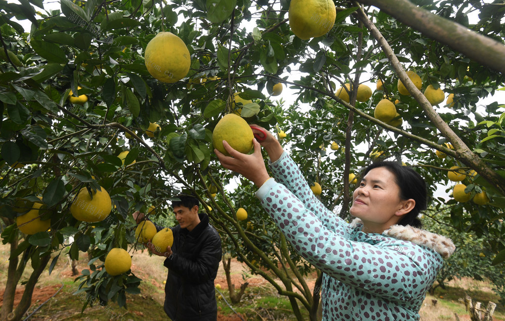 衡南县  电商  水果  助农增收