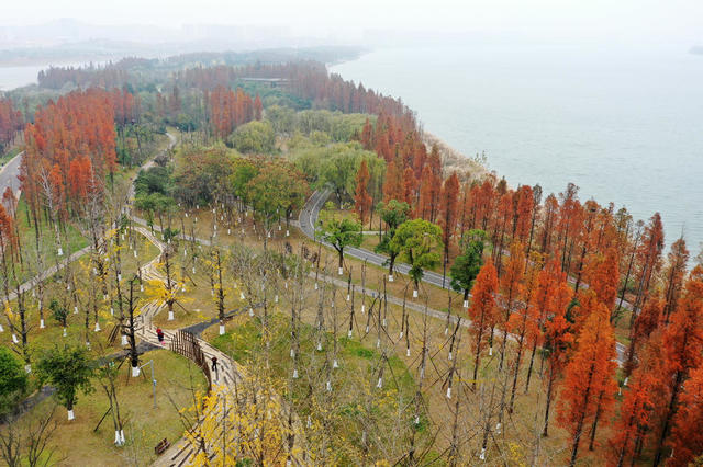 长沙  巴溪洲  冬景  水杉