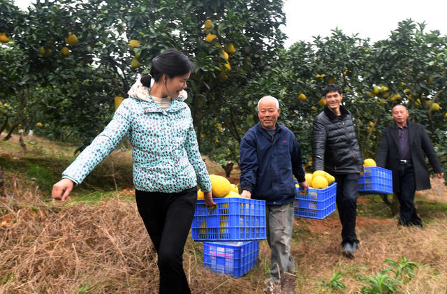衡南县  电商  水果  助农增收