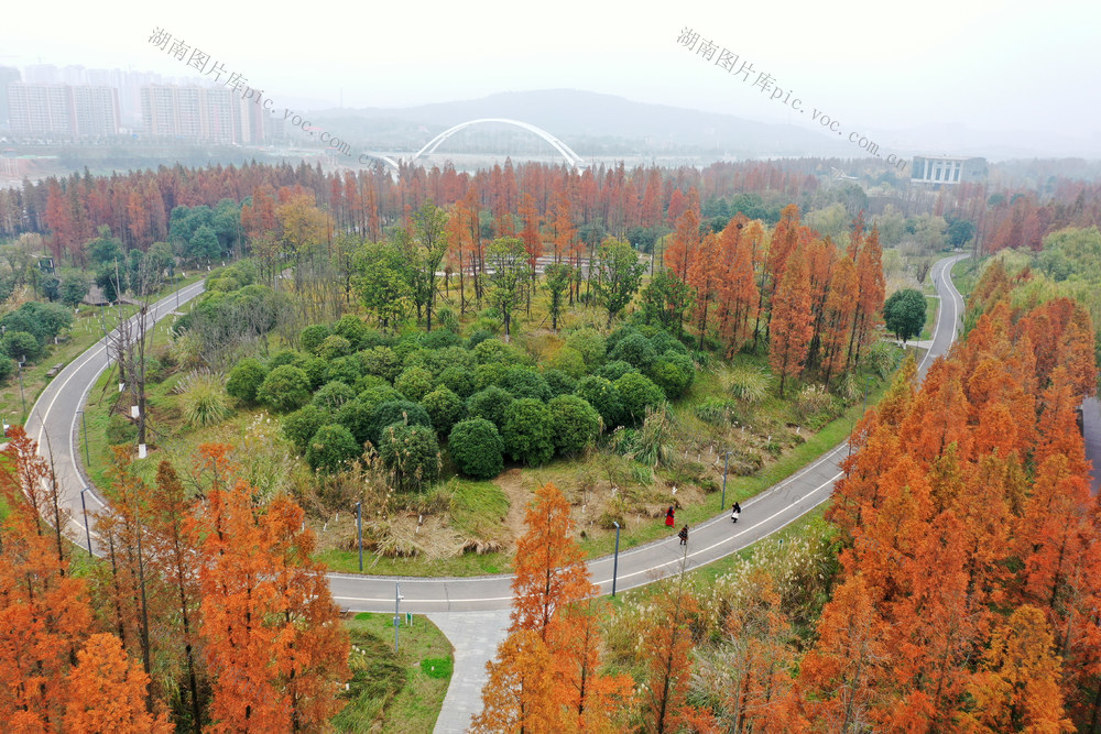 长沙  巴溪洲  冬景  水杉