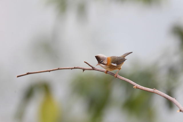 鸟