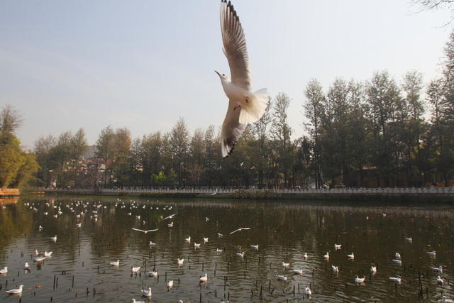 鸟