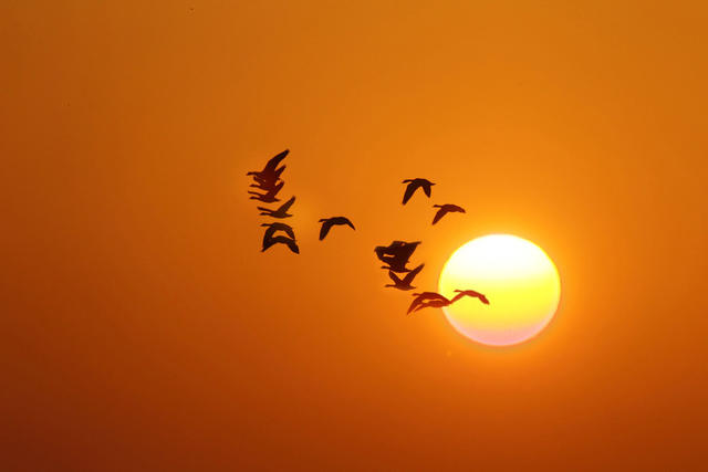 日出 鸟