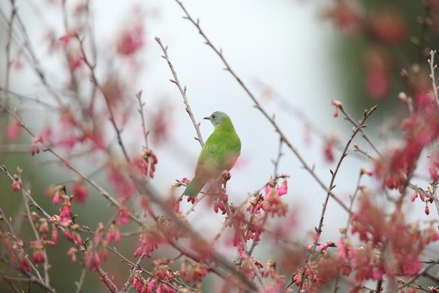 鸟