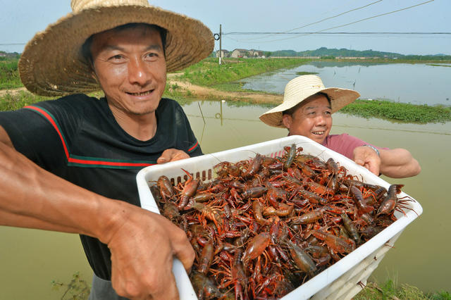 勤养殖 助增收