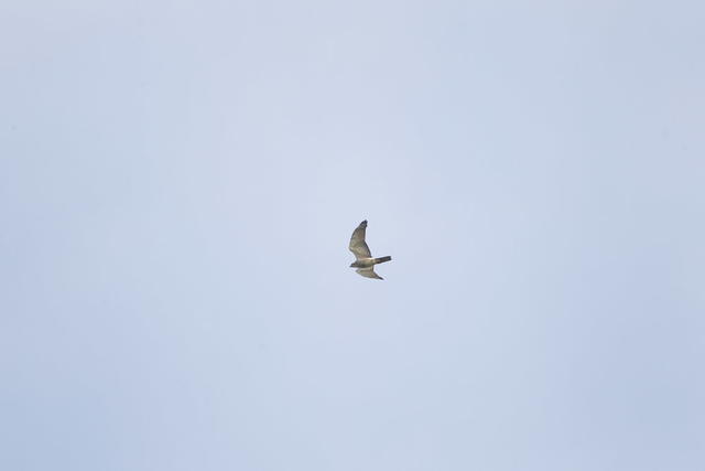 鸟