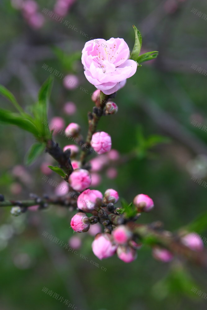 花