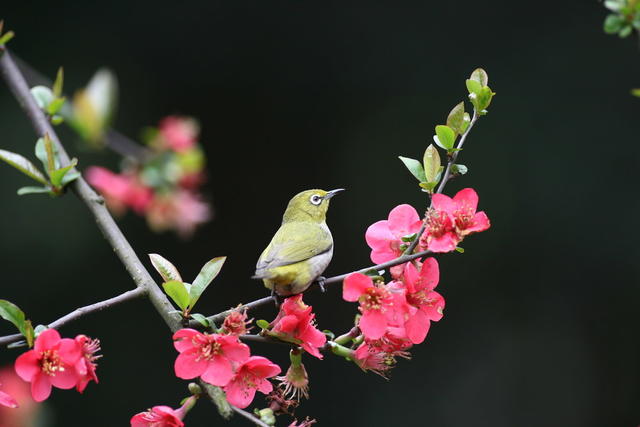 鸟
