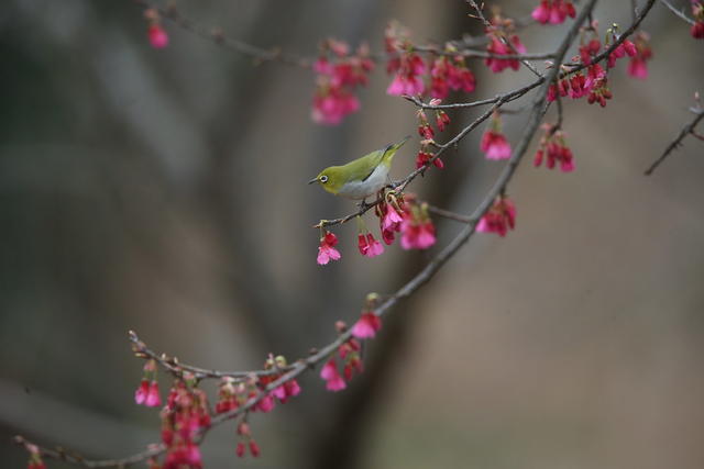 鸟