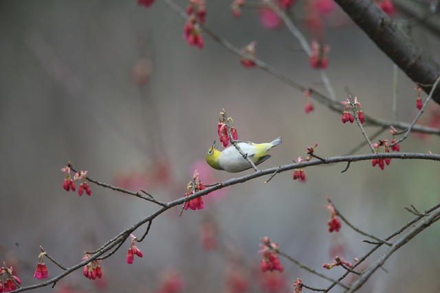 鸟