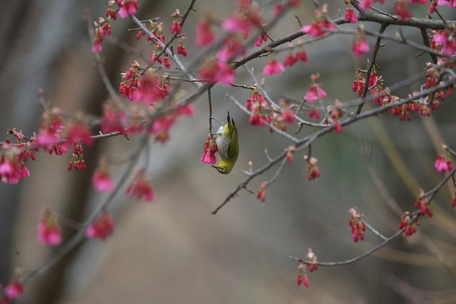 鸟