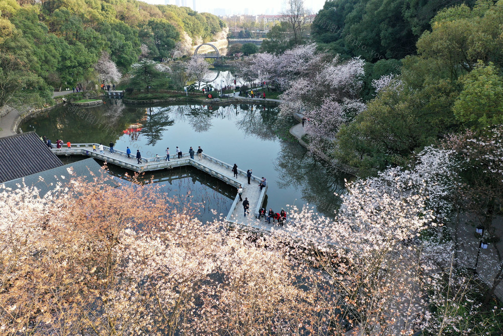 长沙  望月公园  游客 铜盆湖  樱花