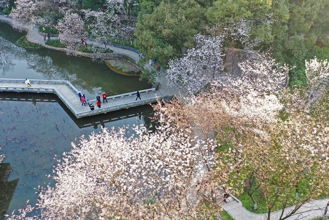 长沙  望月公园  游客 铜盆湖  樱花