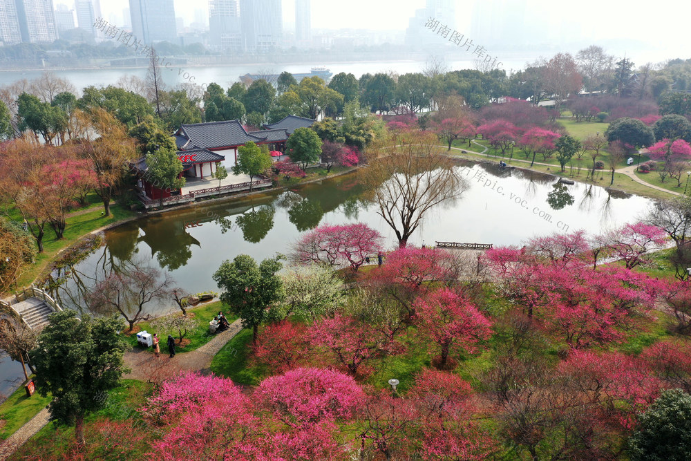 长沙   橘子洲   梅花