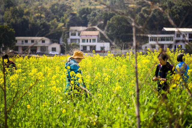 汽车 花 合影 田地 油菜花田 户外 植物