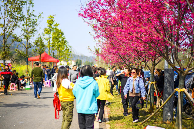 汽车 花 合影 田地 油菜花田 户外 植物