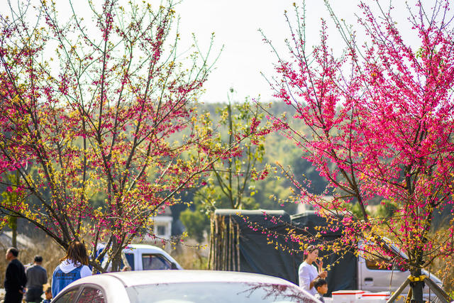 汽车 花 合影 田地 油菜花田 户外 植物