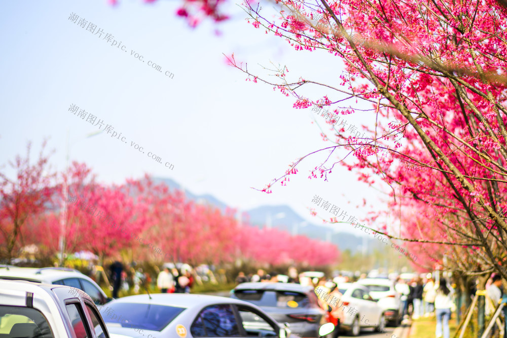 汽车 花 合影 田地 油菜花田 户外 植物