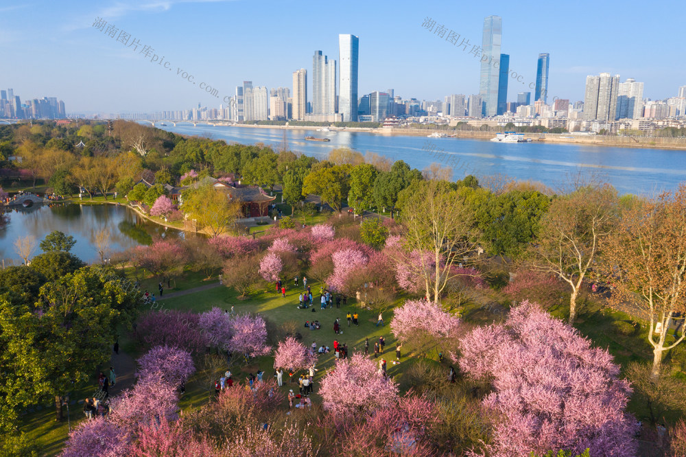 长沙 橘子洲 梅花