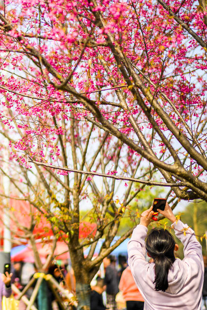 汽车 花 合影 田地 油菜花田 户外 植物