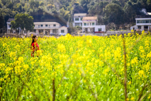 汽车 花 合影 田地 油菜花田 户外 植物