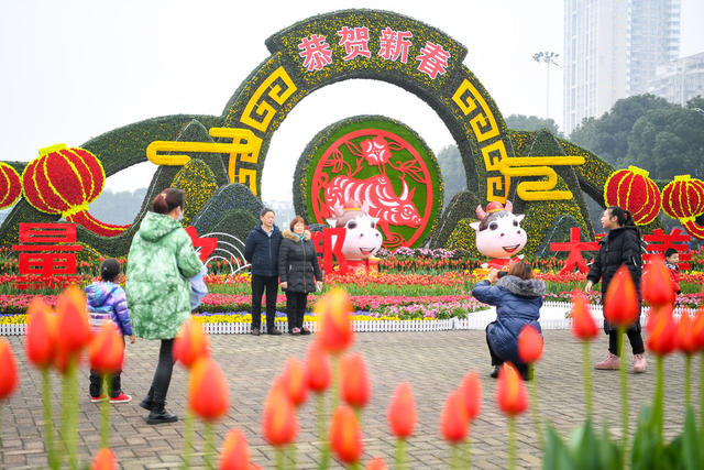 长沙县  花团锦簇 花坛  喜迎新春