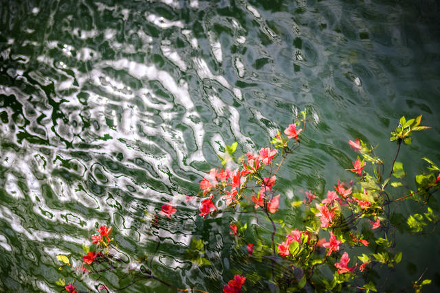 小河 植物 草地 树林 野玫瑰果 湖 画 户外 栅栏