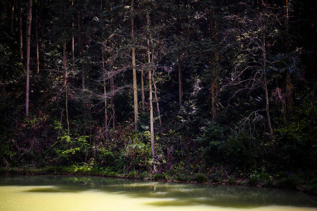 小河 植物 草地 树林 野玫瑰果 湖 画 户外 栅栏