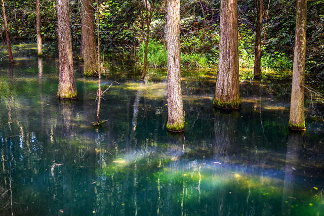 小河 植物 草地 树林 野玫瑰果 湖 画 户外 栅栏