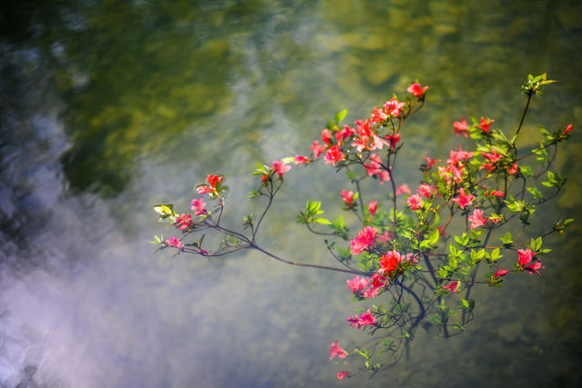 小河 植物 草地 树林 野玫瑰果 湖 画 户外 栅栏