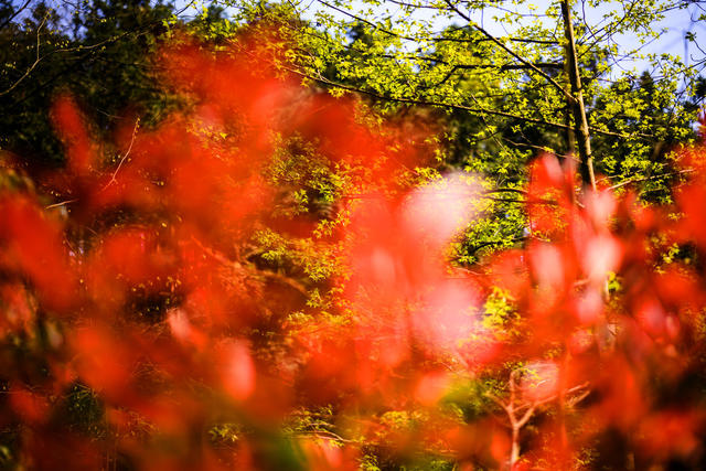 小河 植物 草地 树林 野玫瑰果 湖 画 户外 栅栏