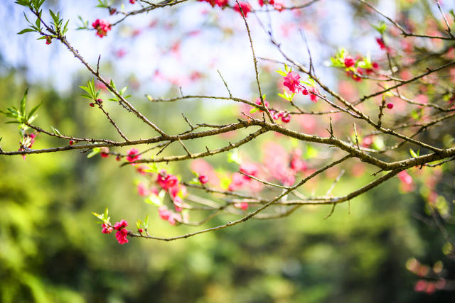 小河 植物 草地 树林 野玫瑰果 湖 画 户外 栅栏