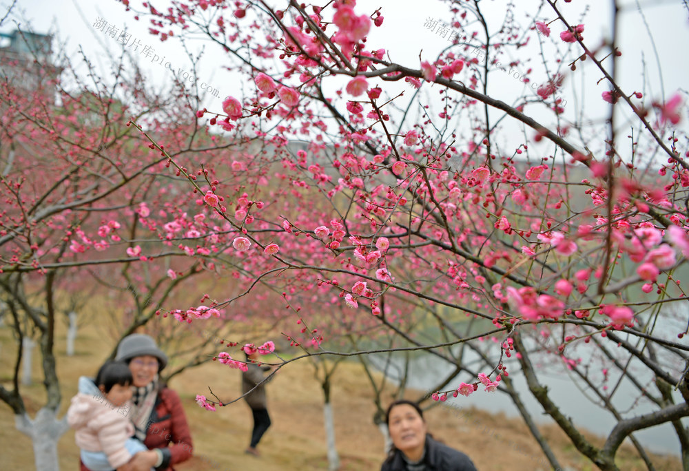 红梅报春