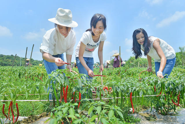 游客体验采摘果蔬