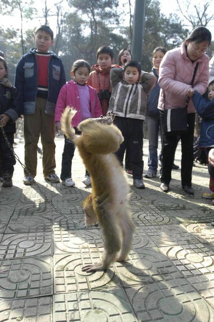 猴