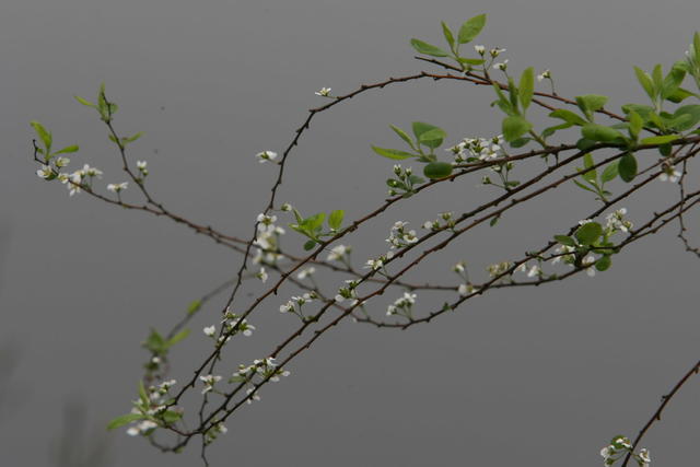 植物
