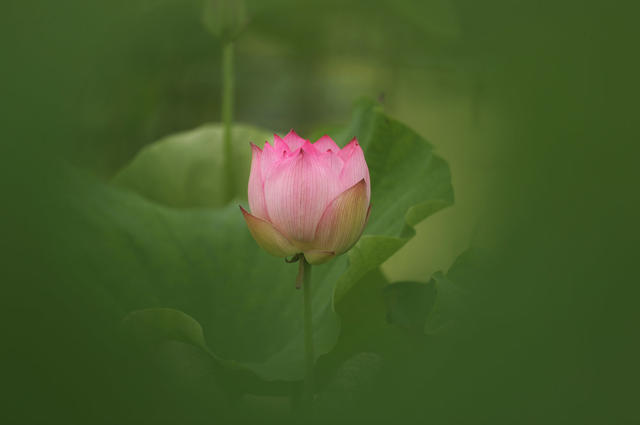 花 荷塘 夏日 植物