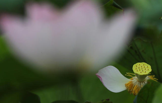 花 荷塘 夏日 植物