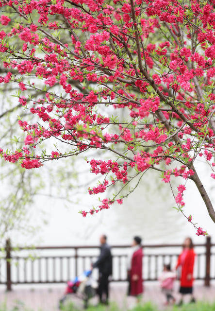 踏青  户外