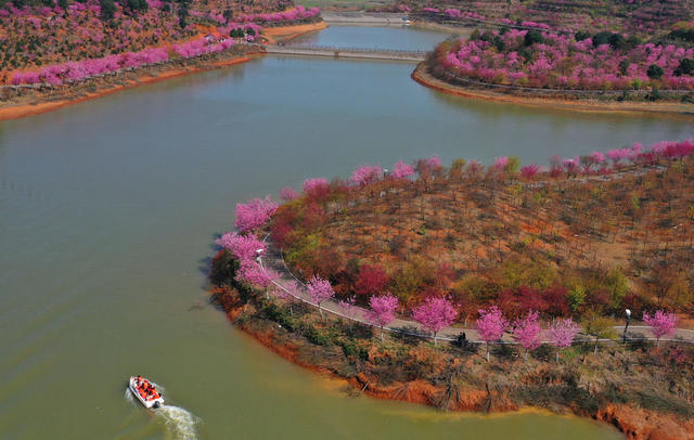 樱花 游客 