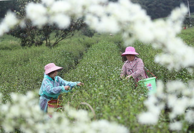 采 茶  春 
