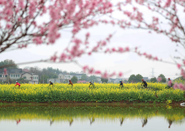 田地 户外 油菜花田  骑行春天 绿道