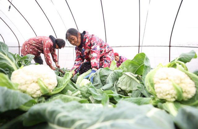 蔬菜 萝卜菜篮子 市场