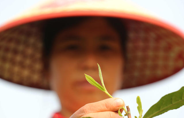 采 茶
