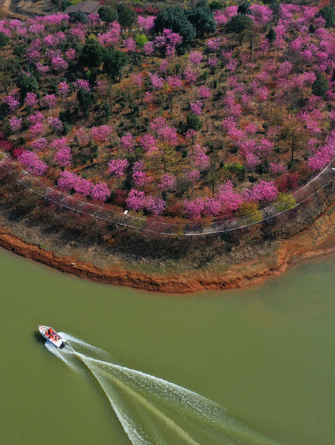 樱花 游客 