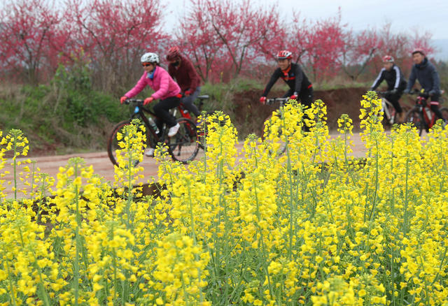 田地 户外 油菜花田  骑行春天 绿道